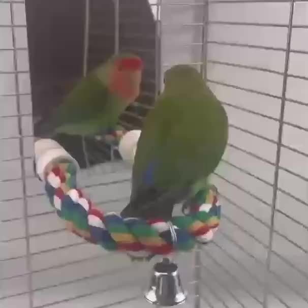 1pc Bird Mirror Bird Toys, With Cotton Rope, Bird Supplies, Parrot Chewing Toys, Bird Stands